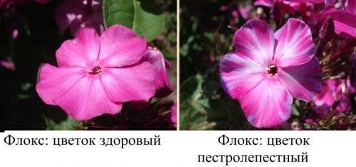 Цветы флоксы однолетние или многолетние. Флоксы — морфологическое описание, виды и вариации, выращивание и посадка + 106 фото