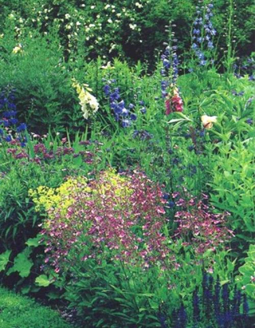 Что посадить на большом участке. Что посадить на участке