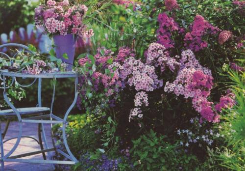 Цветы флоксы однолетние или многолетние. Флоксы — морфологическое описание, виды и вариации, выращивание и посадка + 106 фото