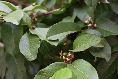 Гуава, кактус. Гуава