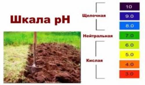 Гуава выращивание. Экзотическое растение гуава: как вырастить в домашних условиях, полезные свойства