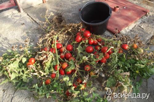 Томат “рио гранде”. Помидоры Рио Гранде. Урожайность.