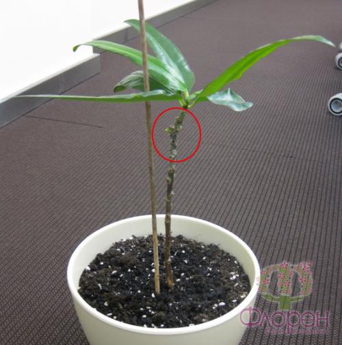 У кротона. Фотогалерея 03