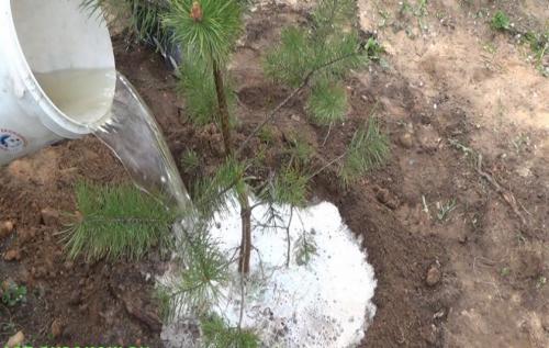 Особенности сосны. Особенности строения корневой системы сосны обыкновенной