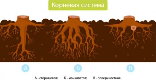 Особенности сосны. Особенности строения корневой системы сосны обыкновенной