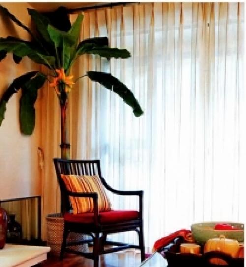 Экзотические растения на подоконнике. Съедобные экзотические растения на окне