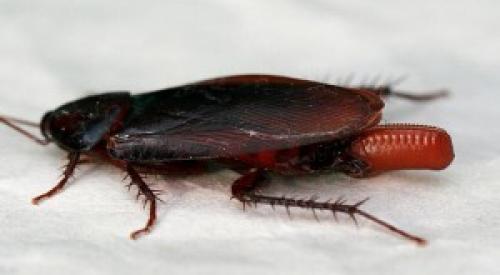Как быстро размножаются домашние тараканы