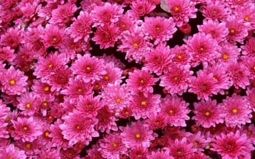 Выращивание хризантемы мультифлора в горшках на улице. Выращивание хризантем мультифлора: правила посадки и ухода