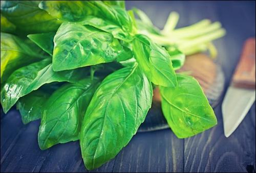 Чай с базиликом польза. Чай с базиликом, как заваривать
