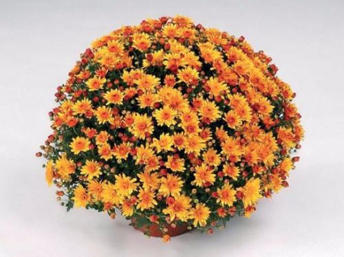 Как размножать хризантему мультифлору. Хризантема мультифлора: посадка и уход