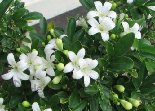 Лечебные свойства мурайя. Лечебные свойства мурайи 03