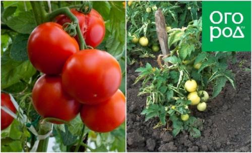 Потребности семьи на даче. Что и в каком количестве выращивать на даче в экономический кризис