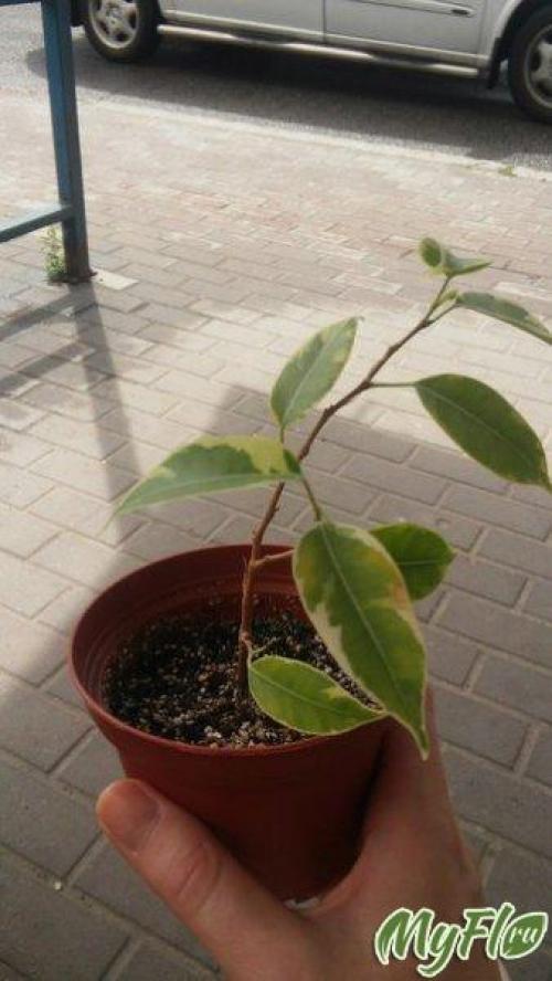 Как спасти фикус. Фикус Бенджамина. Реанимация 08