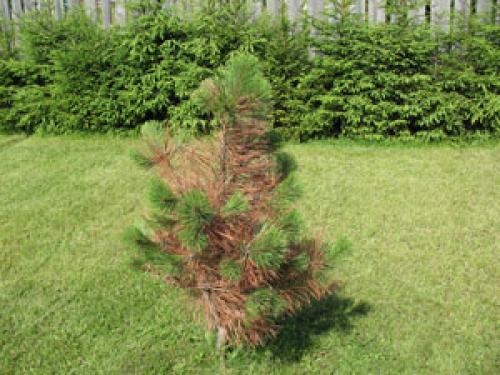 Что делать если пожелтели иголки у сосны. Пожелтела сосна, что делать. Почему желтеет сосна? Идём от верхушки