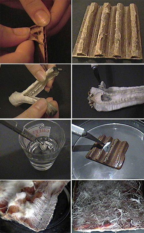 Как вырастить маточный мицелий из палочек грибных. Как вырастить мицелий своими руками на картоне