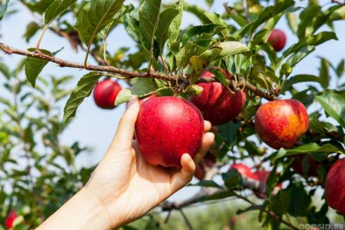 Что делают люди в саду. Осеннее удобрение. 03