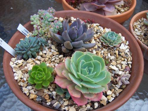 Эхеверия чёрный принц echeveria black prince. Как выглядит эхеверия?