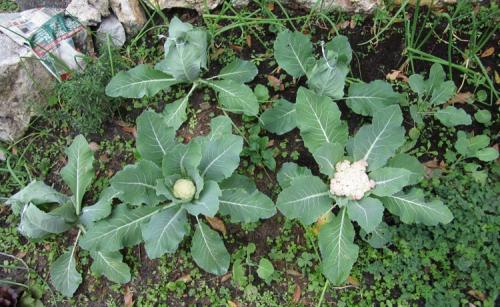 В чем разница между цветной капустой и брокколи? Знакомимся с родственниками огородной капусты