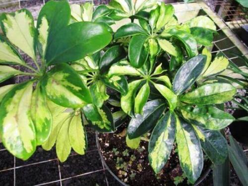 Шеффлера уход и пересадка. Шеффлера 02 Шеффлера уход и пересадка. Шеффлера 02