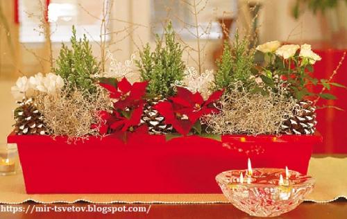 Калоцефалус засох. Калоцефалус - серебристый куст в цветочном горшке, который украсит дом не только в праздничные дни