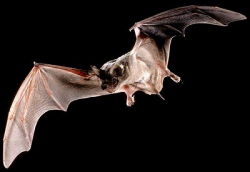 Где живут летучие мыши. Летучая мышь – полезный вампир