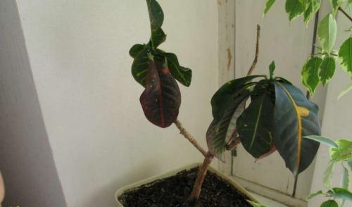 Кротон сбросил листья, как спасти. Почему у кротона сохнут и опадают листья и что при этом делать