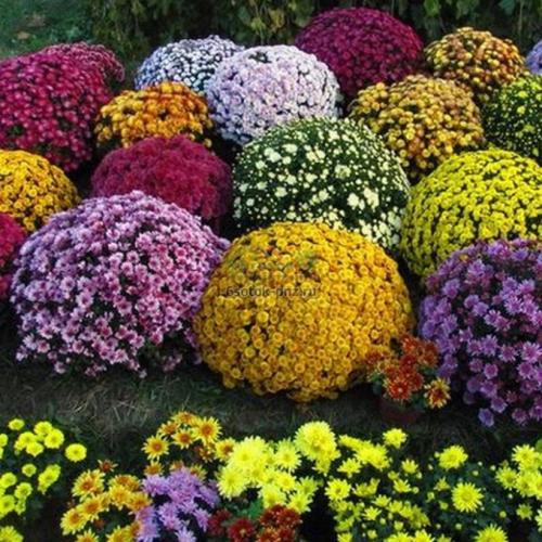 Хризантема мультифлора в ландшафтном дизайне. Условия зимовки