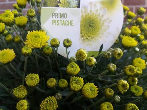 Хризантема шаровидная белая. Особенности и сорта