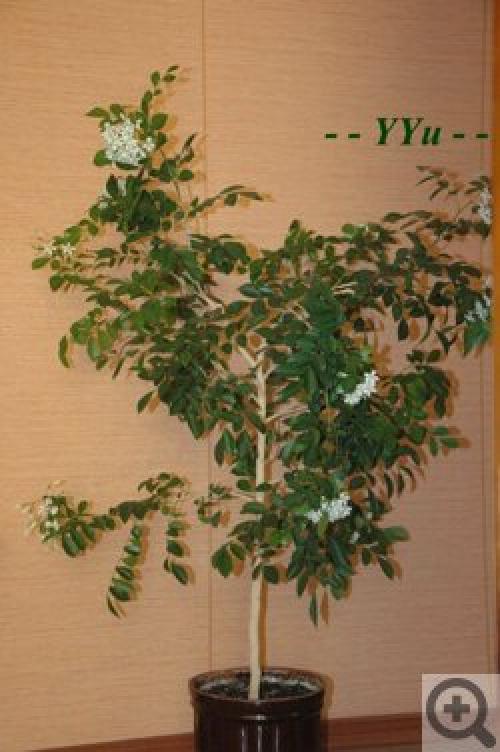 Цветок мурайя лечебные свойства. Мурайя (Murraya) 06