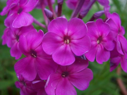 Сбор семян флоксов. Совет 1: Как вырастить флоксы из семян