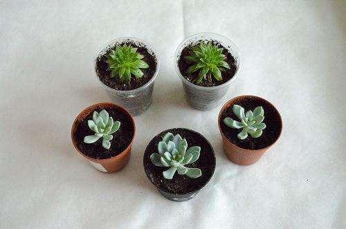 Эхеверия чёрный принц echeveria black prince. Как выглядит эхеверия?