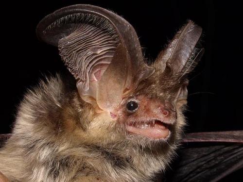 Где живут летучие мыши зимой. Там где зимуют летучие мыши