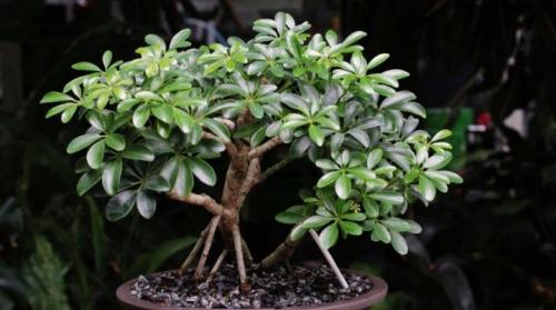 Как спасти шефлеру. Что делать, если шеффлера сбрасывает листья?