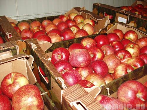 Что делают люди в саду. Осеннее удобрение. 04