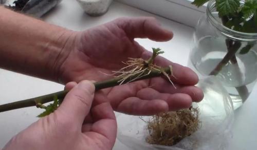 Размножение малины крапивкой. Способы размножения ремонтантной малины