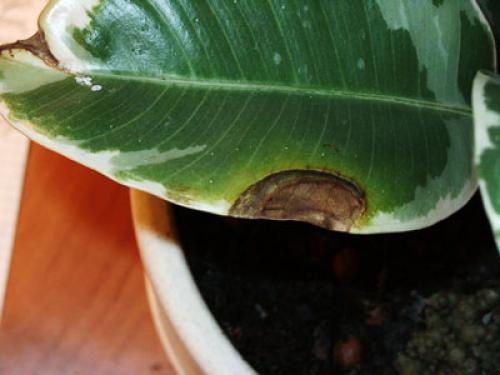 Что делать если фикус сбросил листья. Что вызывает листопад у фикуса 04