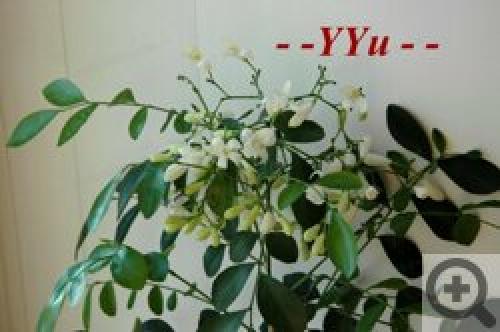 Цветок мурайя лечебные свойства. Мурайя (Murraya) 04