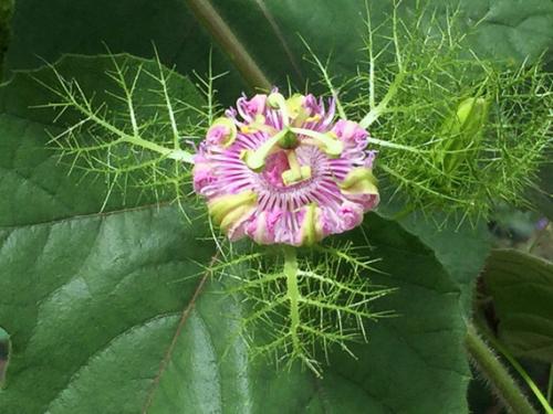 Пассифлора плоды. Пассифлора, она же страстоцвет, она же гранадилла, можно просто маракуйя