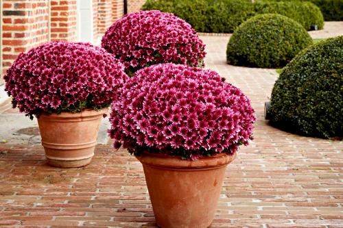 Черенки хризантемы мультифлора. Шаровидная хризантема: посадка и уход