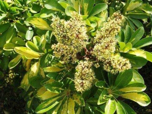 Шеффлера уход и пересадка. Шеффлера 05 Шеффлера уход и пересадка. Шеффлера 05