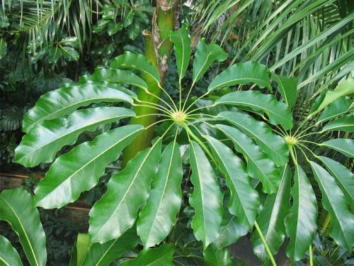 Горшок для шефлеры. Шеффлера — уход в домашних условиях