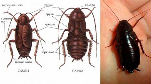 Чёрный таракан. Как выглядят и откуда берутся черные тараканы