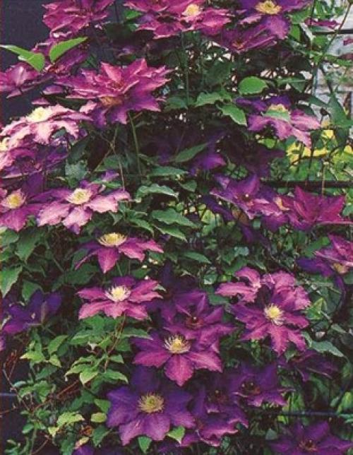 Что посадить на большом участке. Что посадить на участке