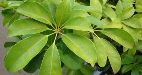 Шеффлера, какая нужна земля и горшок. Посадка, пересадка, грунт – шефлера не простит ошибки 13