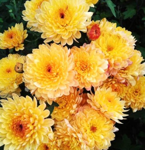 Хризантема Мультифлора ранние сорта. Лучшие сорта хризантем Мультифлора (шаровидные)