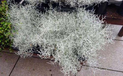 Калоцефалус из семян. Калоцефалус