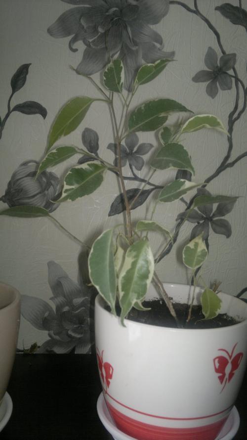 Как спасти фикус Бенджамина. Помогите спасти фикус Бенджамина!