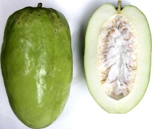 Пассифлора плоды. Пассифлора, она же страстоцвет, она же гранадилла, можно просто маракуйя