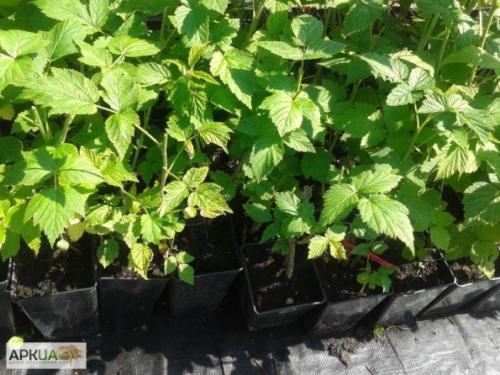 Как вырастить маточный корень малины в домашних условиях. Выращивание посадочного материала малины