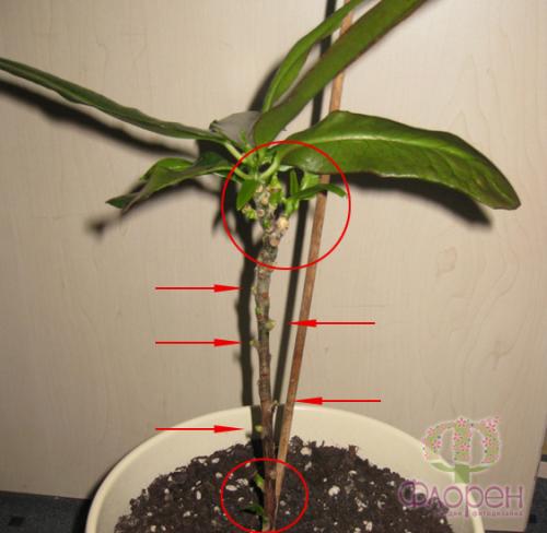 У кротона. Фотогалерея 04